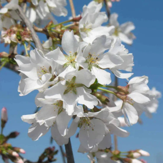 Weeping-Cherry-Snow-Fountain-Tree-2