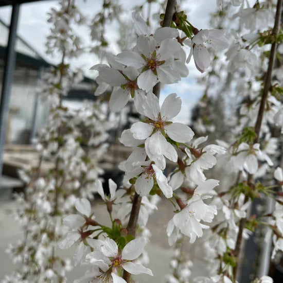 Weeping-Cherry-Snow-Fountain-Tree-3