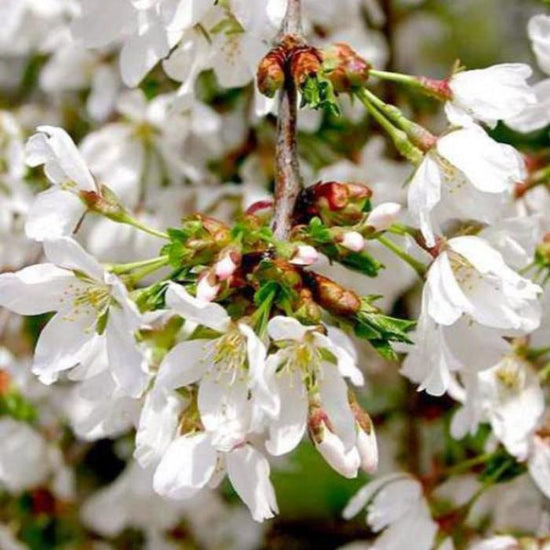 Weeping-Cherry-Snow-Fountain-Tree-4