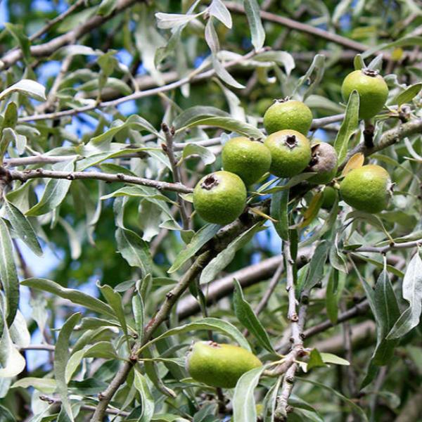 Weeping-Silver-Pear-Tree-2