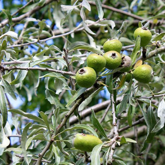 Weeping-Silver-Pear-Tree-2
