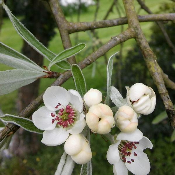 Weeping-Silver-Pear-Tree-3