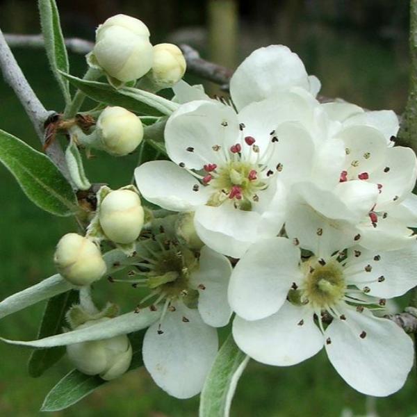 Weeping-Silver-Pear-Tree-4