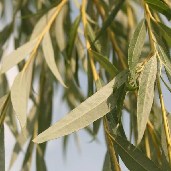 Weeping-Willow-Ornamental-Tree-1