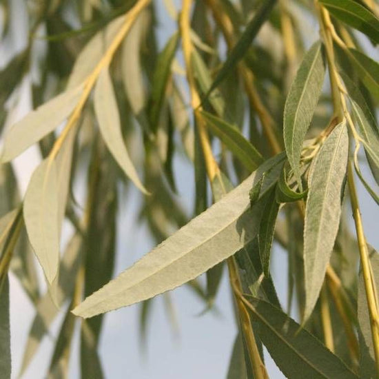 Weeping-Willow-Ornamental-Tree-1