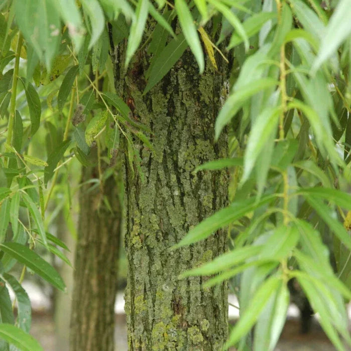 Weeping-Willow-Ornamental-Tree-2