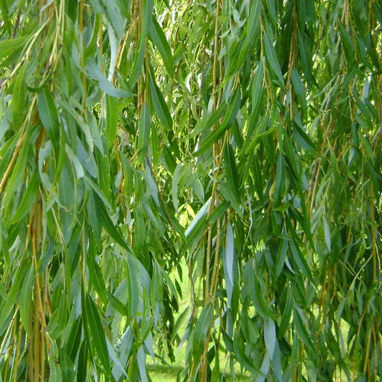 Weeping-Willow-Ornamental-Tree-3