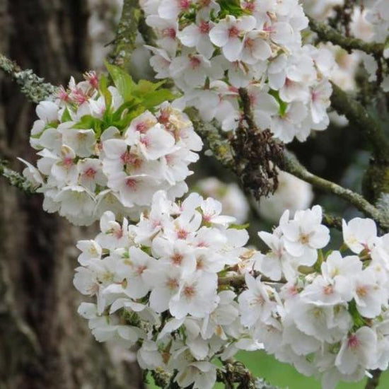 White-Cloud-Cherry-Pleached-Tree-2