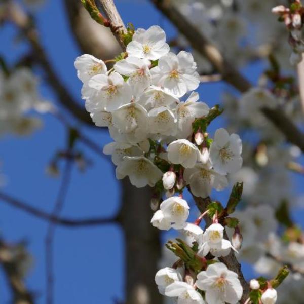 White-Cloud-Cherry-Pleached-Tree-3