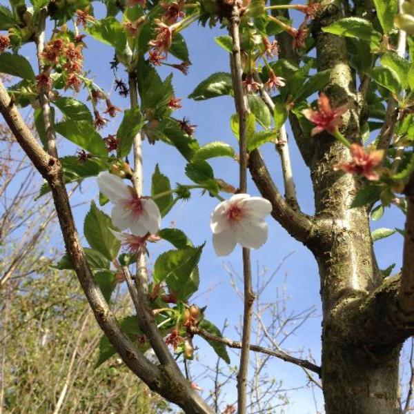 White-Cloud-Cherry-Pleached-Tree-4