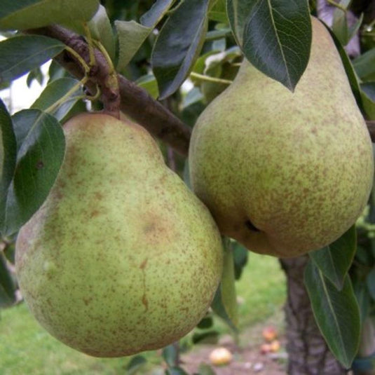 William's Pear Tree...