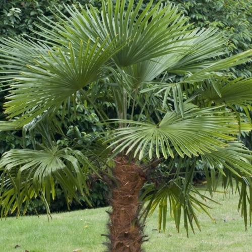 Windmill Palm Tree...