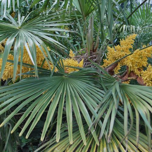Windmill-Palm-Exotic-Trees-3