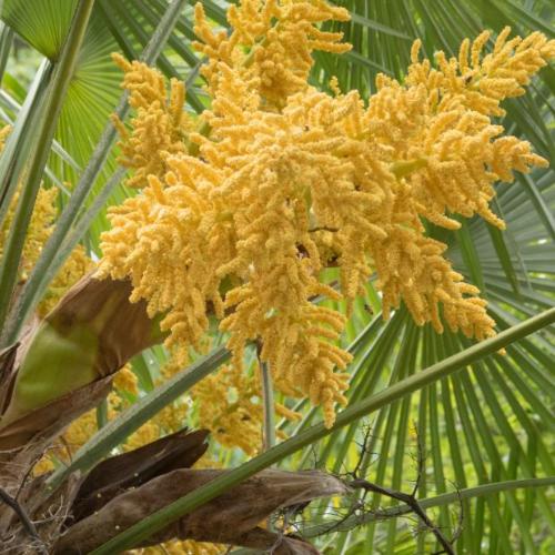 Windmill-Palm-Exotic-Trees-4