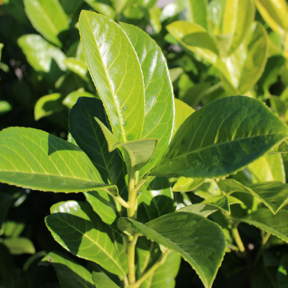 //www.everythinglandscaping.co.uk/cdn/shop/files/XCherryLaurel1_e62359d7-2fbb-4e4f-8dff-3e0e0b4bd868.png?v=1770807842