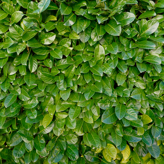 XCherryLaurel3