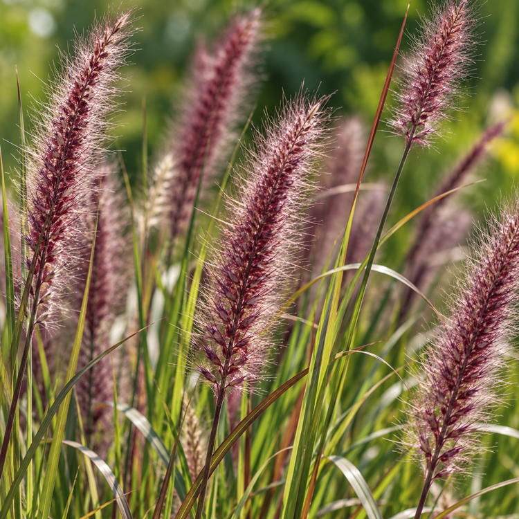Red Head Grass Ornamental Grass 2L