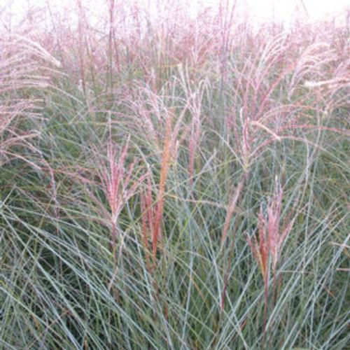 Yaku-Jima-Maiden-Grasses-3