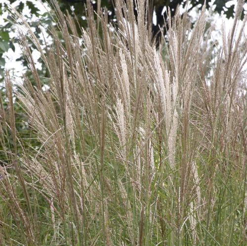Yaku-Jima-Maiden-Grasses-4