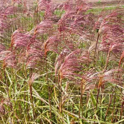 Zebra-Ornamental-Grasses-2