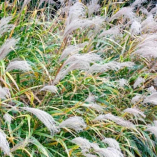 Zebra-Ornamental-Grasses-3