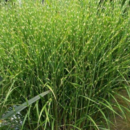 Zebra-Ornamental-Grasses-4