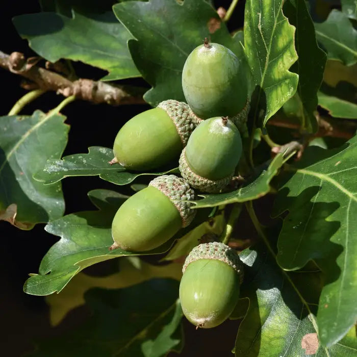 acorns-english-oak_2