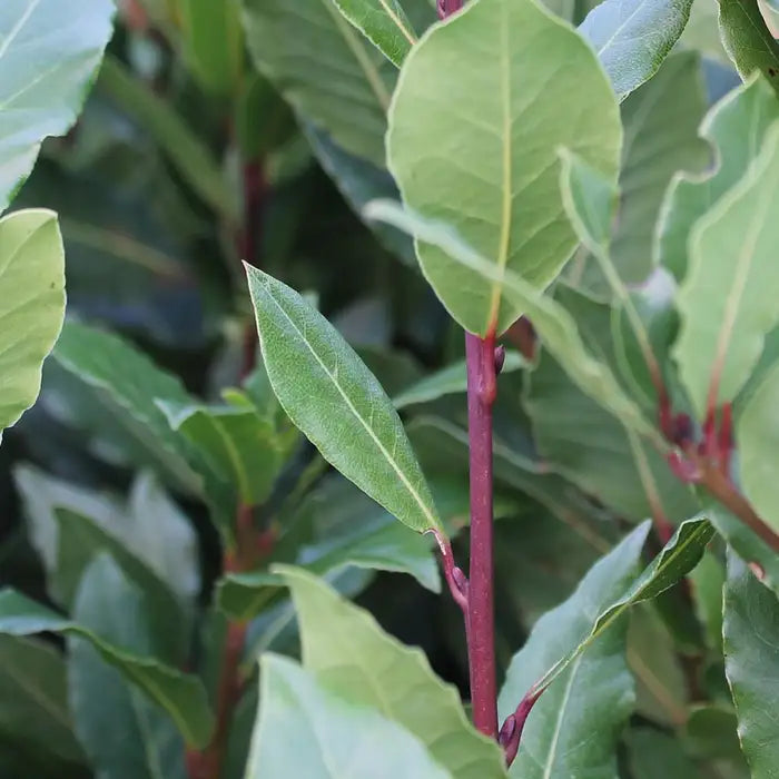 bay-laurel-_laurus-nobilis_4