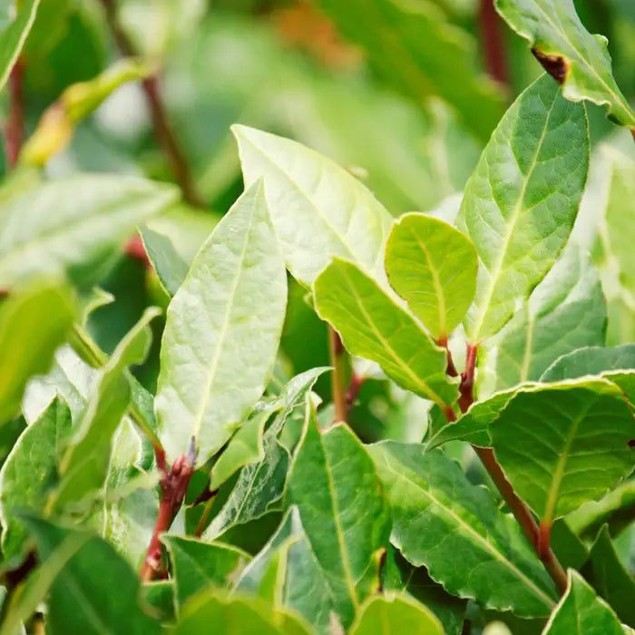 bay_laurel_2