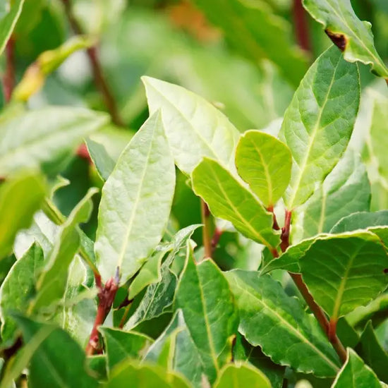 bay_laurel_2