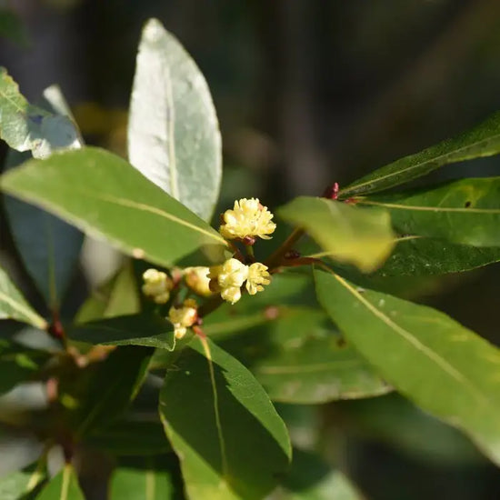 bay_laurel_3