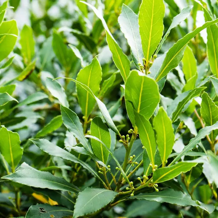 bay_laurel_5