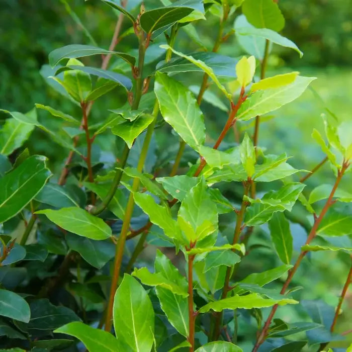 bay_laurel_6