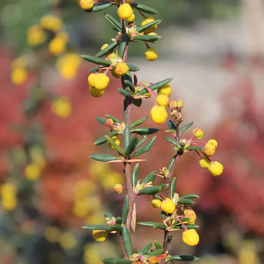 Berberis Evergreen Hedge...