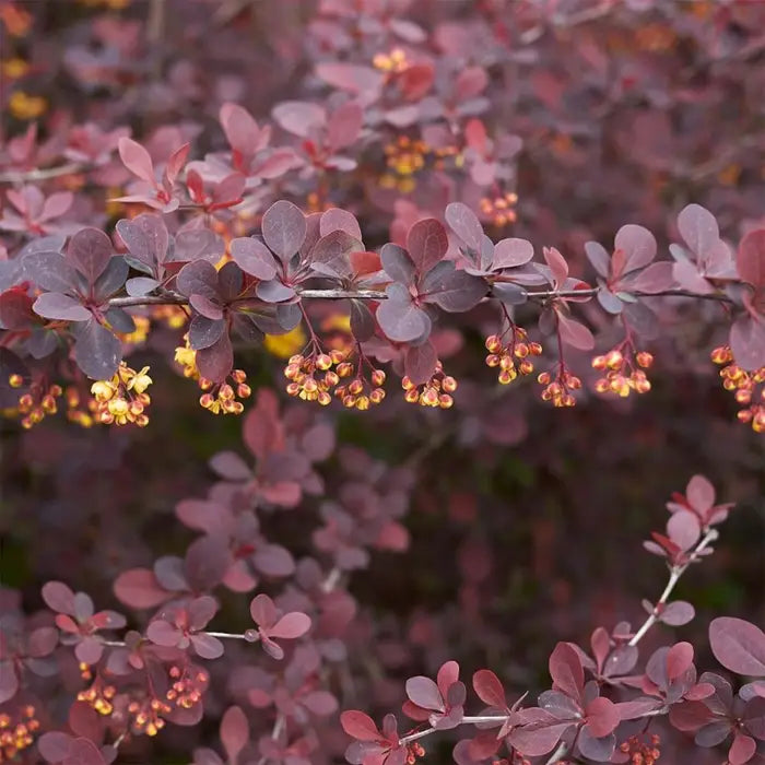 Purple Compact Barberry Hedge (Berberis thunbergii atropurpurea)