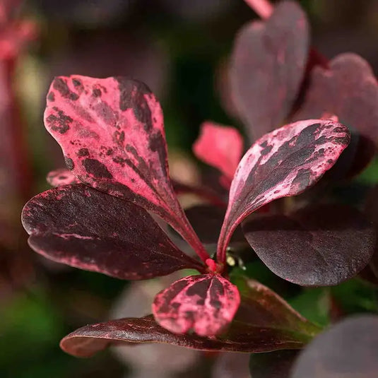 Barberry Rose Glow Shrub...