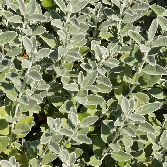 brachyglottis_senecio_sunshine_2