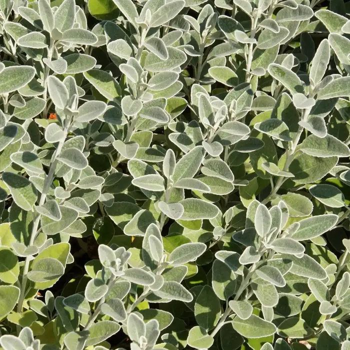 brachyglottis_senecio_sunshine_2