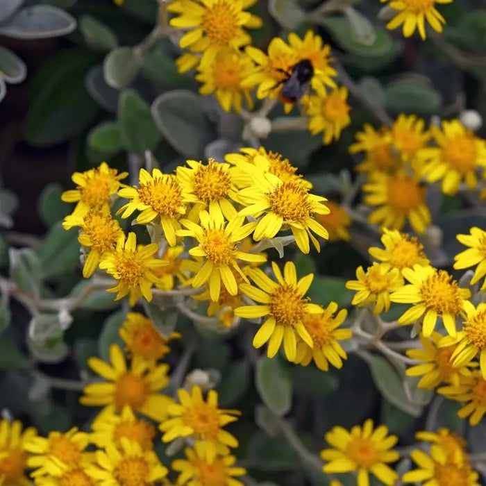 brachyglottis_senecio_sunshine_3