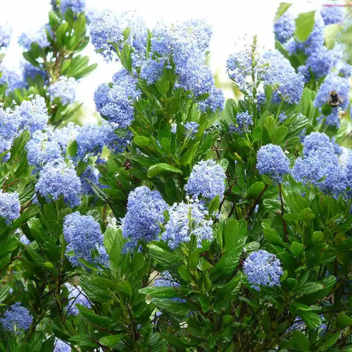Californian Lilac Pot Grown 5L 40/60cm (x40) Multi-deal