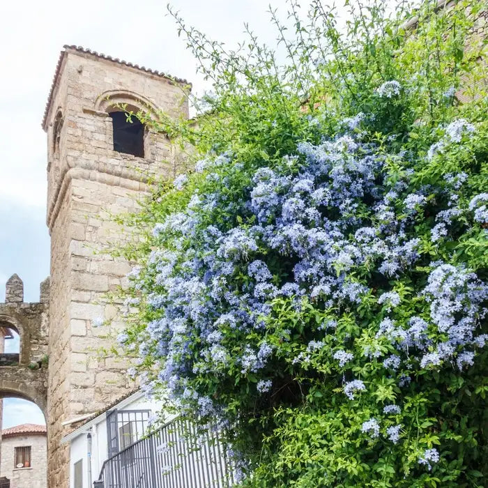 ceanothus_3