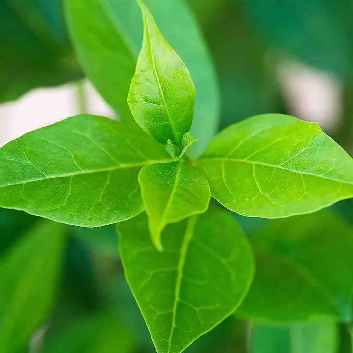 //www.everythinglandscaping.co.uk/cdn/shop/files/common-privet-ligustrum-ovalifolium-leaves-1_cba95149-63b5-4c94-a8f9-5e6ba0eafb1f.webp?v=1770803367