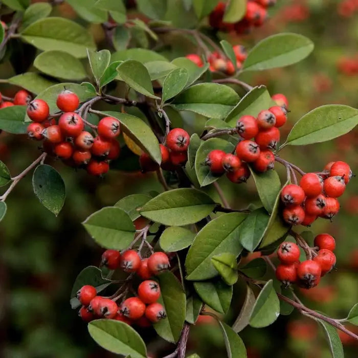 cotoneaster-franchetii-_franchets-cotoneaster_-berries-1