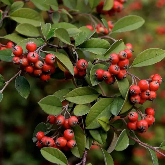 cotoneaster-franchetii-_franchets-cotoneaster_-berries-1