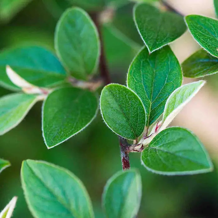 cotoneaster-franchetii-franchets-cotoneaster-leaf-close-up_2