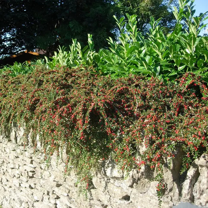 cotoneaster-horizontalis-_wall-cotoneaster_-full-hedge-4