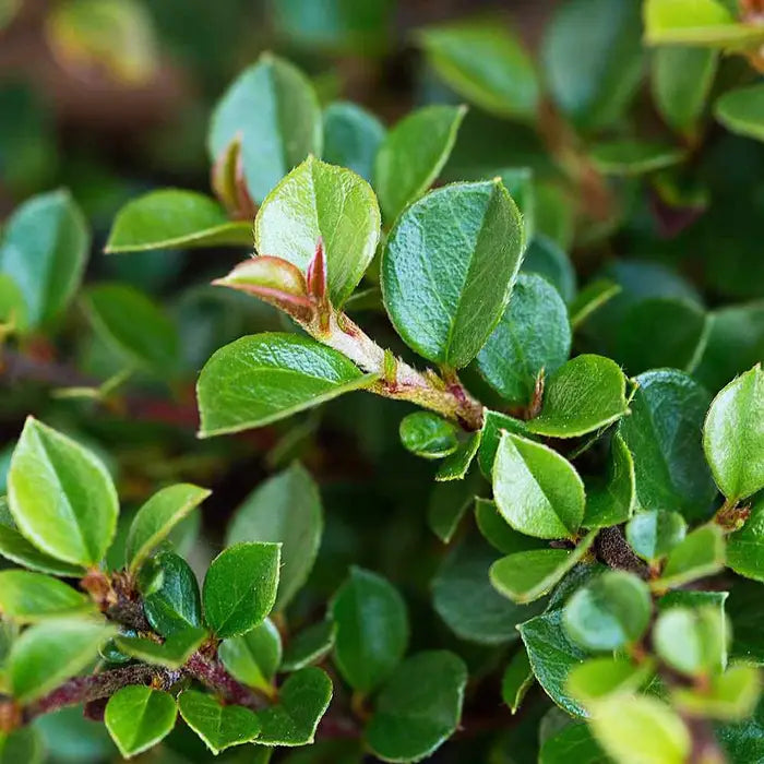 cotoneaster-horizontalis-wall-cotoneaster-leaf-close-up_5