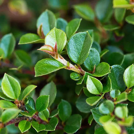 cotoneaster-horizontalis-wall-cotoneaster-leaf-close-up_5