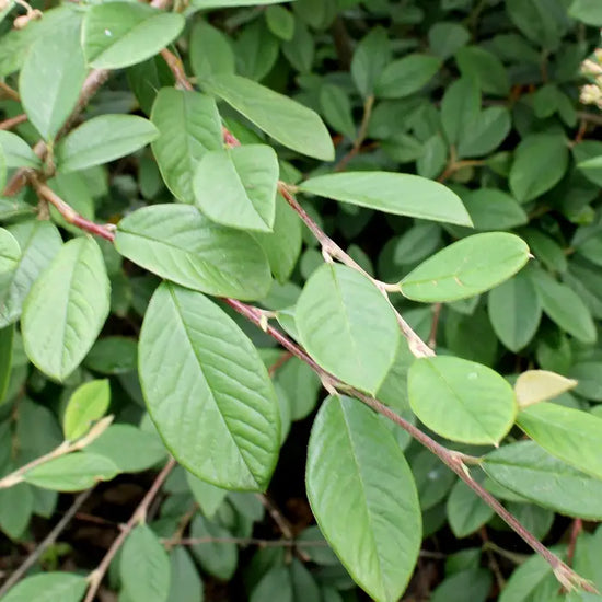 cotoneaster-lacteus-_late-cotoneaster_-leaf-3