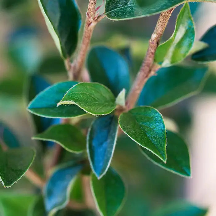 cotoneaster-simonsii-leaf-close-up_5